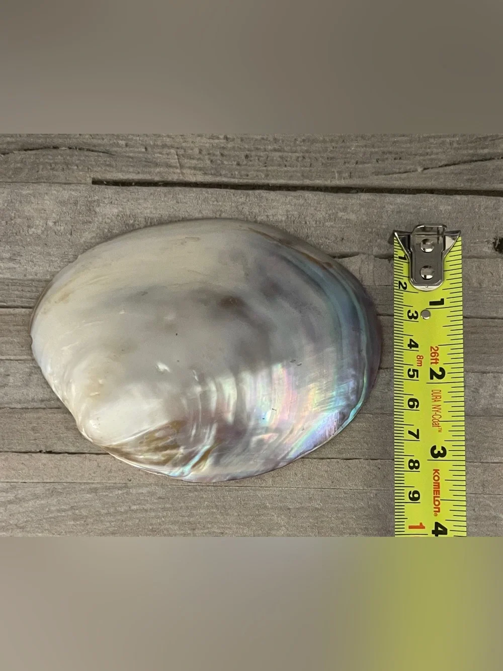 Natural Abalone Shell Dish Jewelry Tray- Iridescent Pearl Tones